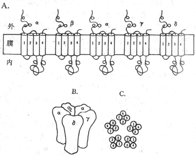 N-��Ach�ſ�ͨ���ķ��ӽṹʾ��ͼ