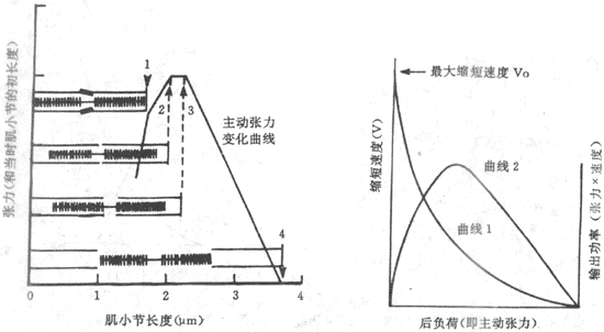 ��ͬ������ʱ�֡�ϸ��˿�غϳ̶ȺͲ��������Ĺ�ϵʾ��ͼ