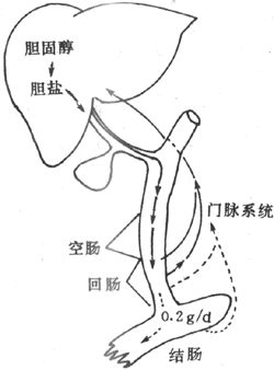 ���εĳ�-��ѭ��