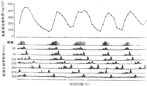 ��С���������ڵ��������˶��ۺϲ�������Ѫ��θ����Ũ�ȵ����й�ϵ