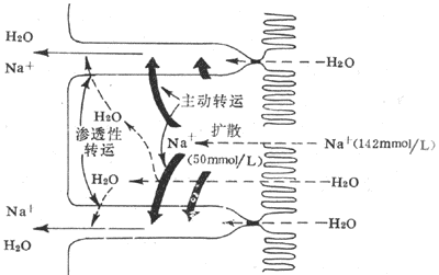 С��ճĤ���ƺ�ˮ������