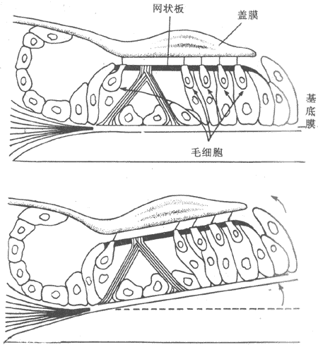 ����Ĥ�͸�Ĥ��ʱëϸ��������ë�������