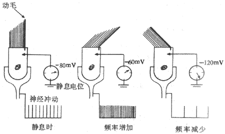 ǰͥ������ëϸ��������ë�������Ӱ�� ϸ����Ϣ��λ������ά�嶯����Ƶ�ʵ�ʵ��ʾ��ͼ