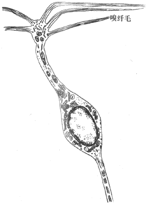 ��ϸ����˫��ϸ����