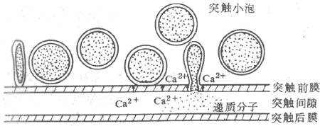 ͻ���������ͷŹ���