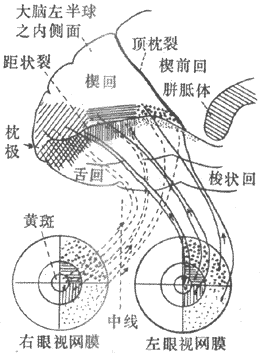 ����Ĥ������Ͷ�䵽����Ƥ����Ҷ